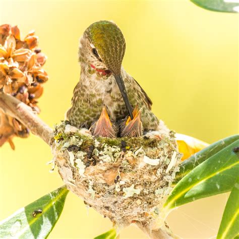 Life Inside a Hummingbird Nest | HuffPost