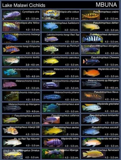 Lake Malawi Cichlids | Aquário de ciclídeos, Peixes de aquário de água ...