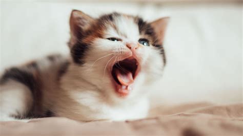 Do kittens lose their teeth? | PetsRadar