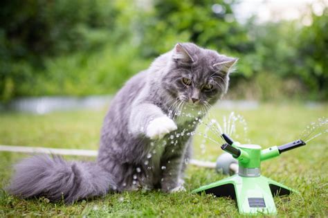 6 Reasons Your Cat Needs A Water Fountain | Meow Mondo