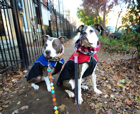 Two Pitties in the City: City Dog: Using Dog Training in Everyday City Life