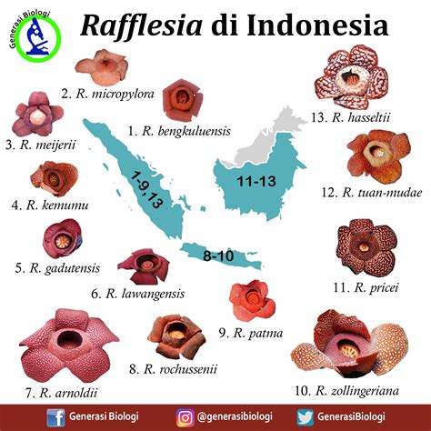 Jenis-jenis Bunga Rafflesia di Indonesia - SIAP UJIAN