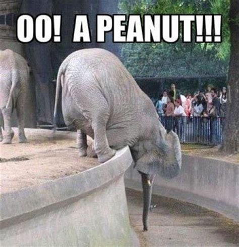 elephant meme | oo-a-peanut-elephant-meme.jpg | Inspiration | Pinterest ...