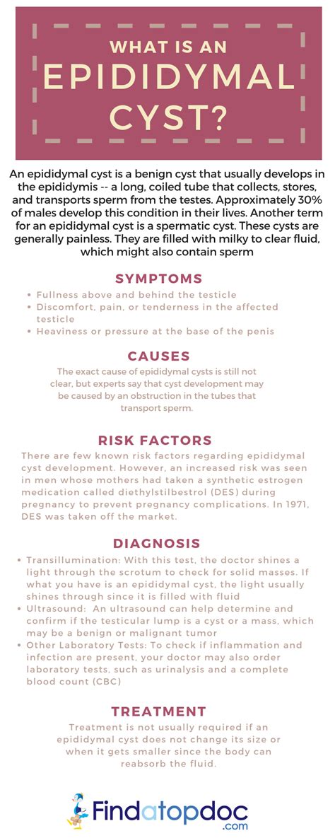 Epididymal Cyst: Causes, Symptoms, and Types of Treatment