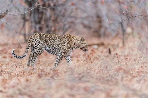 Premium Photo | Side view of a cat running