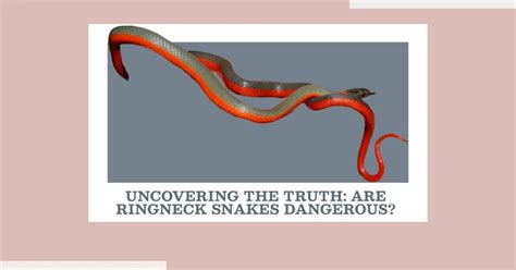 Are Ringneck Snakes Dangerous?