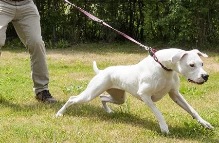 Dogo Argentino Training - Petsyclopedia News