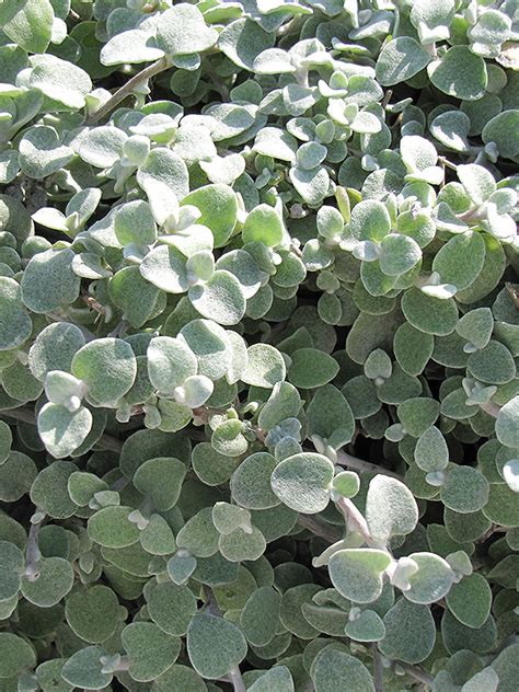 Licorice Plant (Helichrysum petiolare) in Boston Hopkinton Chelmsford ...