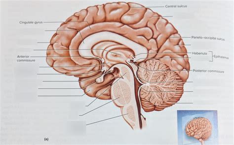 Midsagittal section of Brain Diagram | Quizlet