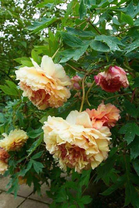 Paeonia 'Souvenir de Maxim Cornu', Hunmanby Grange, Yorkshire; © Clive ...