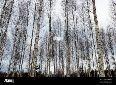 birch trees with branches and leaves in winter snow Stock Photo - Alamy