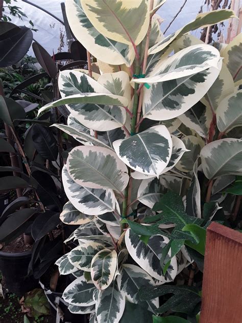 Ficus Elastica Tineke Care - CARSHA