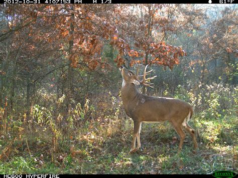 Best food plots for deer « Habitat Planning Resource