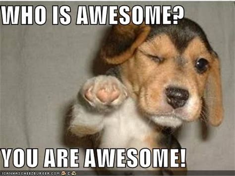 WHO IS AWESOME? YOU ARE AWESOME! | Funny animal memes, Puppies funny ...