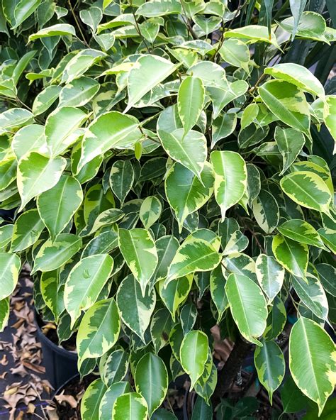 Buy Ficus benjamina 'Variegata', Variegated Weeping Fig | Free Shipping ...