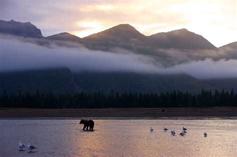 Alaska Wildlife Viewing in Haines | Private Wildlife Tour | Bear Viewing