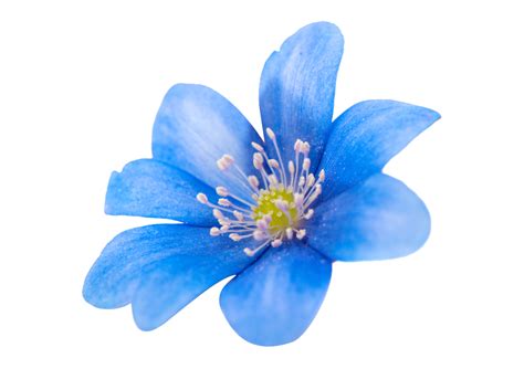 Flower PNG Images | Spring Blue Flower PNG Image - PNG Sector