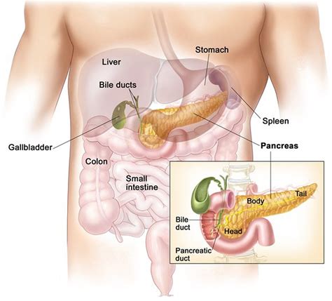 Pancreas Location, Anatomy and Function in Digestion