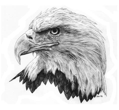 BALD EAGLE ORIGINAL Pencil Drawing Drawing & Illustration Pencil jan ...