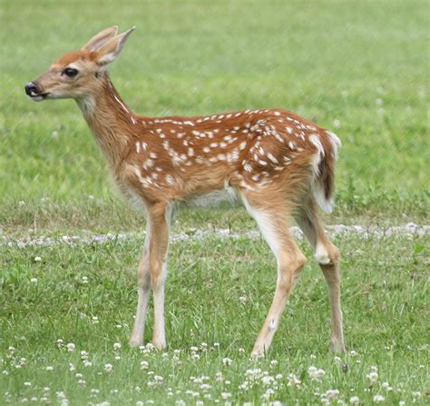 Spotted Fawn Photograph by Charles Whitman