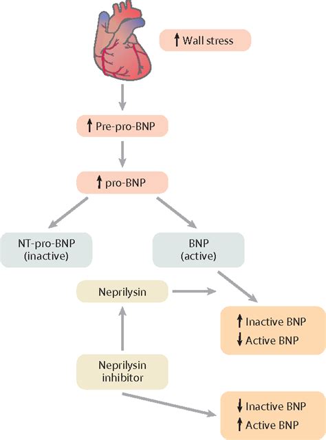 Figure 2 from Neprilysin Inhibitors: Emerging Therapy for Heart Failure ...