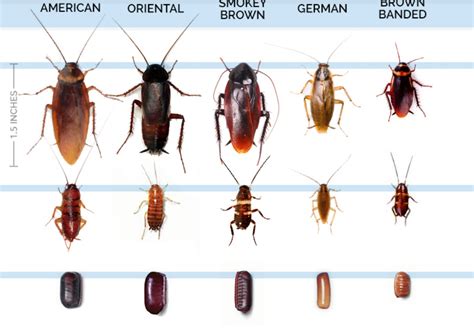 5 Signs You Have a Cockroach Infestation - Bon Accord London