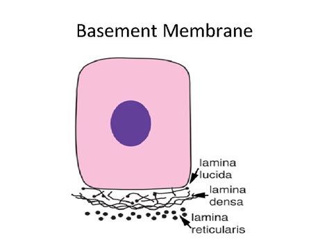 SIMPLE EPITHELIUM Dr Mukesh Singla Epithelial Tissue General