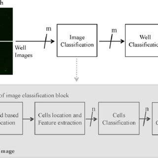 (PDF) The classification of Crithidia luciliae immunofluorescence test ...