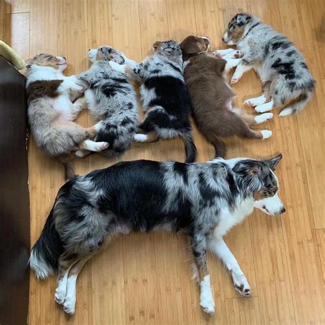 Your Guide To The Amazing Border Collie Australian Shepherd Mix ...