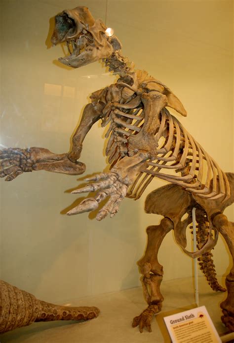 Giant Sloth Skeleton | At the Harvard Museum of Natural Hist… | Flickr