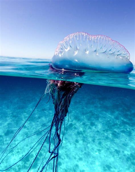 Divers Beware: 10 Most Dangerous Marine Life Creatures – Scuba Splash