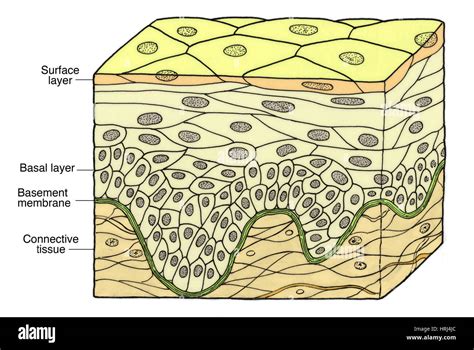 Epitelio Estratificado Escamoso O Plano