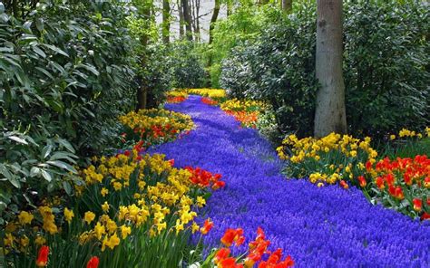 Beautiful colorful flowers - Relaxing nature in the park Wallpaper ...