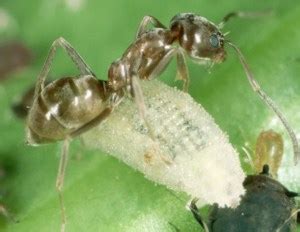 Argentine Ants; Facts, Behavior, Identification & Control | Pestclue