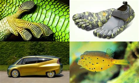 What Would Nature Do? - Biomimetic Product Design | Accelerator ...