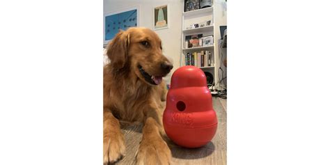 KONG Wobbler Review - Paw of Approval - The Dodo