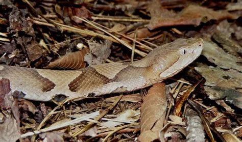 First Aid for Copperhead Snake Bite - DoveMed