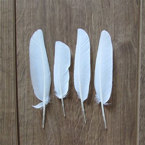 White Dove Feathers naturally Shed - Etsy