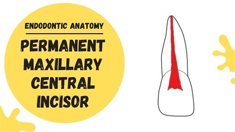 Endodontic Anatomy of the Permanent Maxillary Central Incisor | Root ...