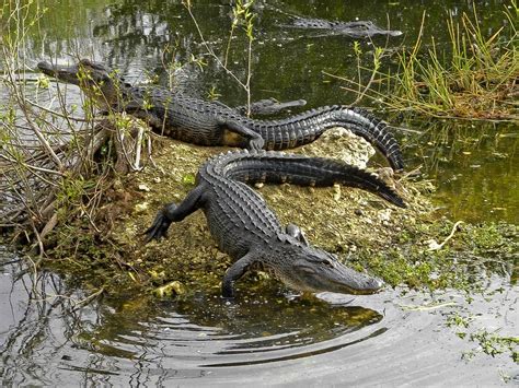 USA - Florida - Everglades Alligator - | JuzaPhoto