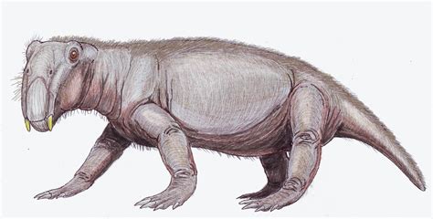 Lystrosaurus | Wiki Dino | FANDOM powered by Wikia