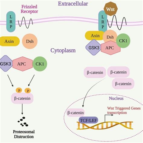 The Wnt/β‐catenin signaling pathway. APC, An antigen‐presenting cell ...