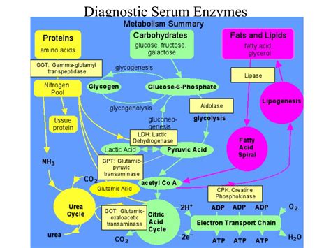 PPT - Protein Metabolism PowerPoint Presentation - ID:151222