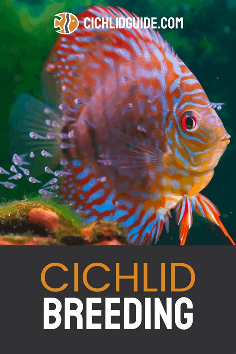 Breeding Cichlids - Cichlid Guide