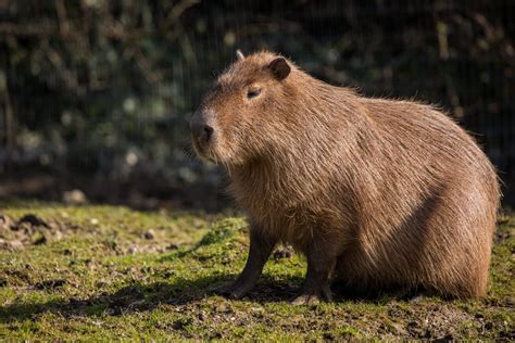 Capybara - Newquay Zoo