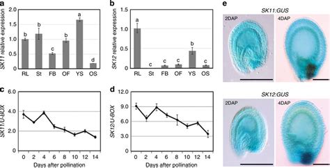 Expression patterns of SK11 and SK12. a, b Quantitative real-time PCR ...