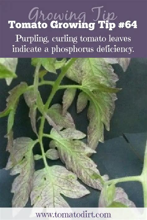 Phosphorus Deficiency in Tomatoes: how to identify and treat it