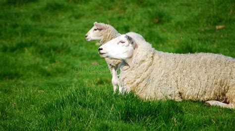 Cloned sheep stock photo. Image of posing, farm, pose - 10140822