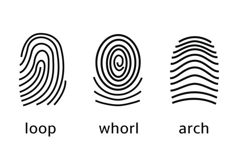 3 main fingerprint patterns - sugalineartdrawingsimple