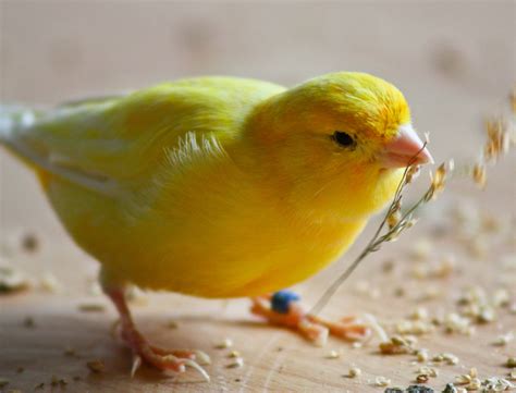 American Singer Canary - PetGuide